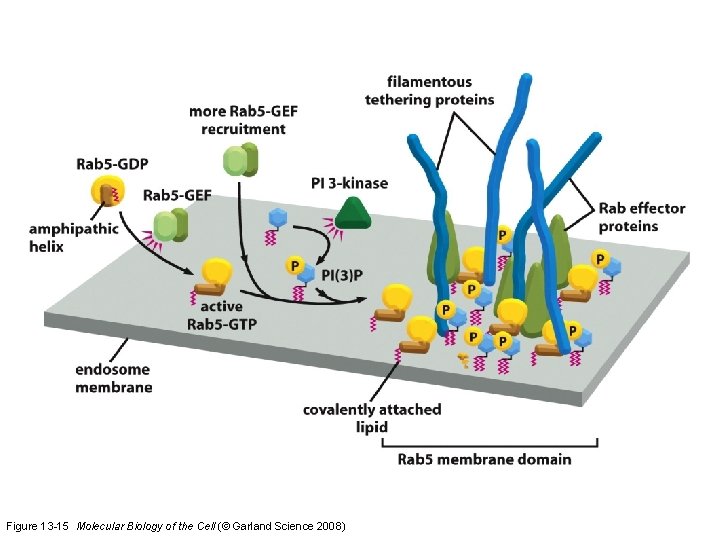 Figure 13 -15 Molecular Biology of the Cell (© Garland Science 2008) 