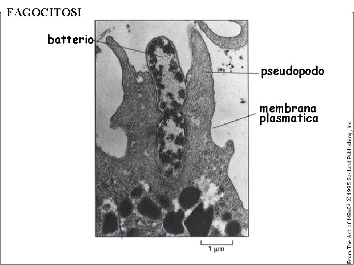 FAGOCITOSI batterio pseudopodo membrana plasmatica 