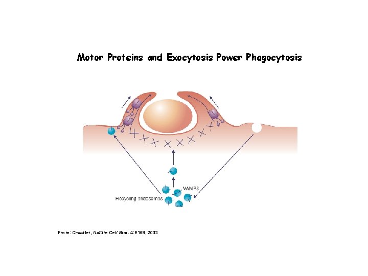 Motor Proteins and Exocytosis Power Phagocytosis From: Chavrier, Nature Cell Biol. 4: E 169,