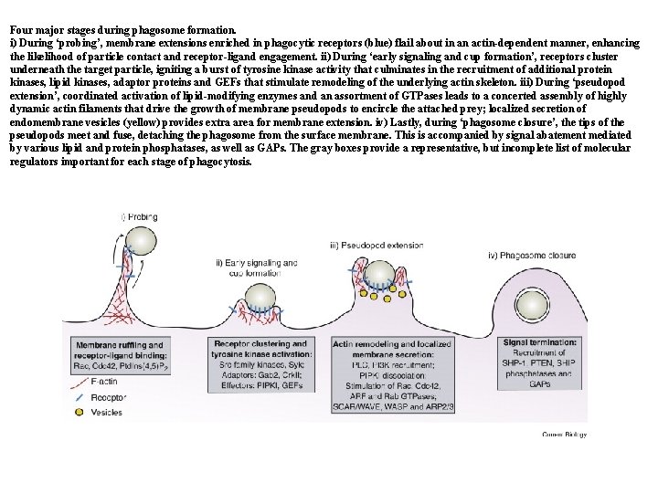Four major stages during phagosome formation. i) During ‘probing’, membrane extensions enriched in phagocytic