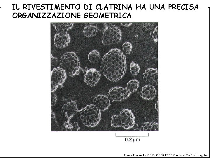 IL RIVESTIMENTO DI CLATRINA HA UNA PRECISA ORGANIZZAZIONE GEOMETRICA 