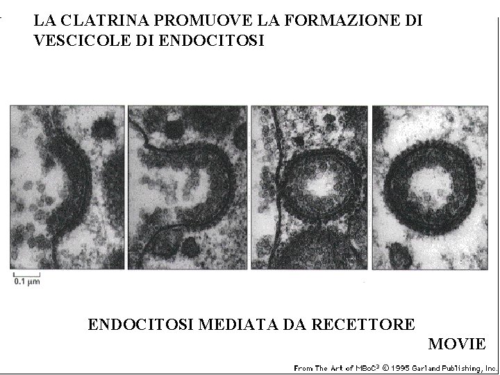 LA CLATRINA PROMUOVE LA FORMAZIONE DI VESCICOLE DI ENDOCITOSI MEDIATA DA RECETTORE MOVIE 