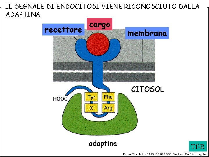 IL SEGNALE DI ENDOCITOSI VIENE RICONOSCIUTO DALLA ADAPTINA recettore cargo membrana CITOSOL adaptina Tf-R