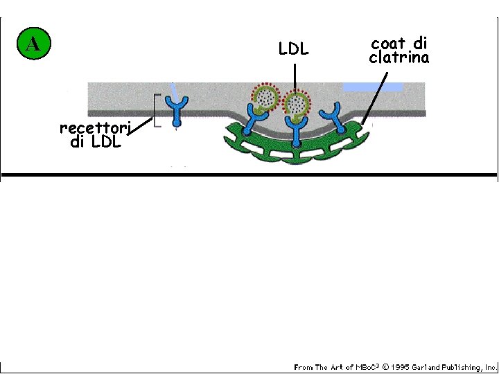 A LDL recettori di LDL B recettori mutati coat di clatrina 