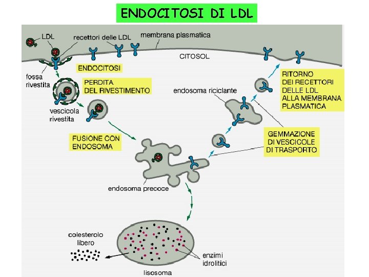 ENDOCITOSI DI LDL 