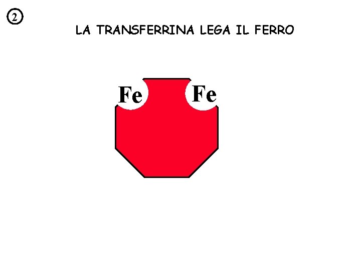 2 LA TRANSFERRINA LEGA IL FERRO Fe Fe 