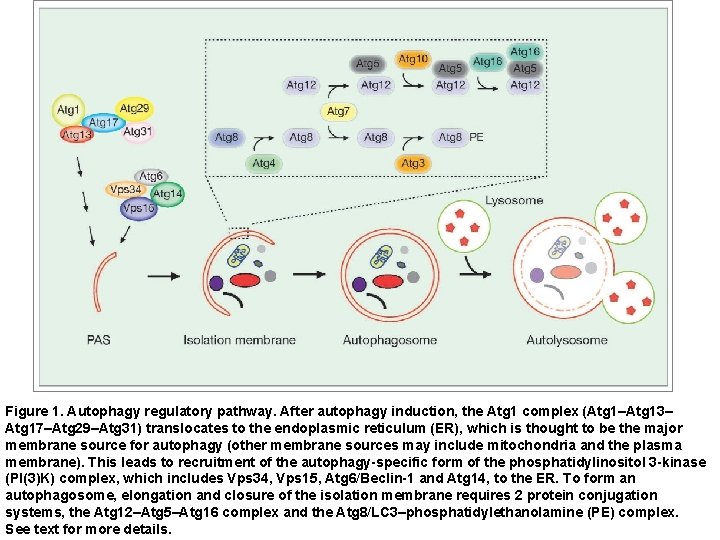 Figure 1. Autophagy regulatory pathway. After autophagy induction, the Atg 1 complex (Atg 1–Atg