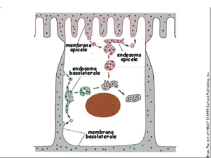membrana apicale endosoma basolaterale membrana basolaterale endosoma apicale 