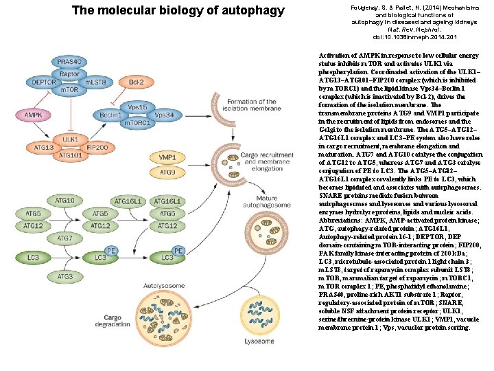 The molecular biology of autophagy Fougeray, S. & Pallet, N. (2014) Mechanisms and biological