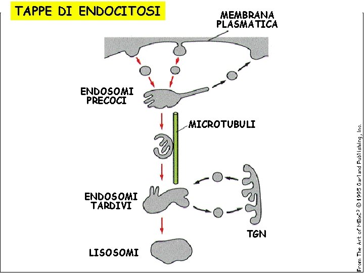 TAPPE DI ENDOCITOSI MEMBRANA PLASMATICA ENDOSOMI PRECOCI MICROTUBULI ENDOSOMI TARDIVI TGN LISOSOMI 