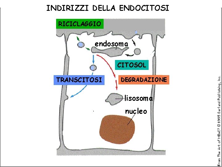 INDIRIZZI DELLA ENDOCITOSI RICICLAGGIO endosoma CITOSOL TRANSCITOSI DEGRADAZIONE lisosoma nucleo 