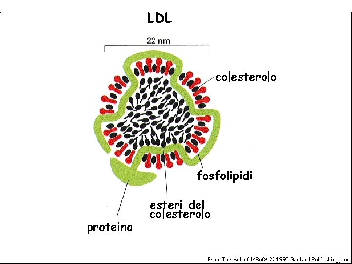 LDL colesterolo fosfolipidi proteina esteri del colesterolo 