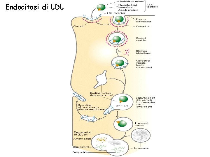Endocitosi di LDL 
