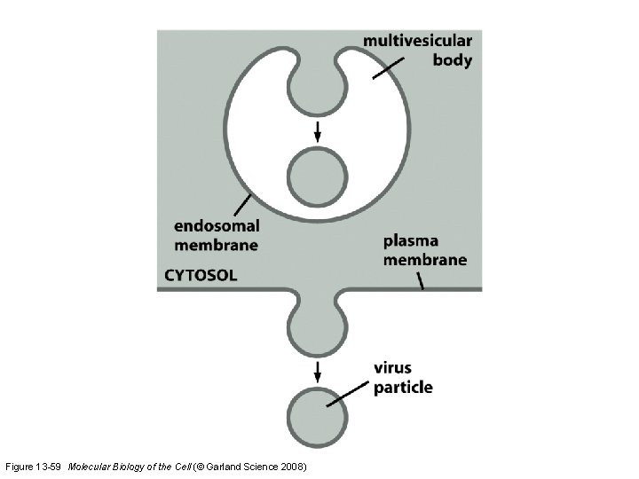 Figure 13 -59 Molecular Biology of the Cell (© Garland Science 2008) 