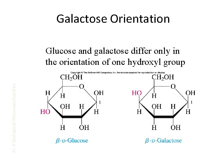 Galactose Orientation 16. 4 Biological Monosaccharides Glucose and galactose differ only in the orientation
