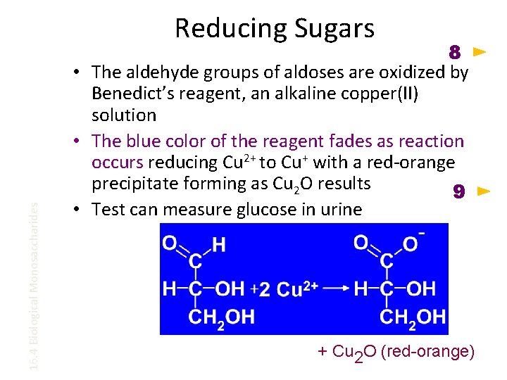 16. 4 Biological Monosaccharides Reducing Sugars 8 • The aldehyde groups of aldoses are