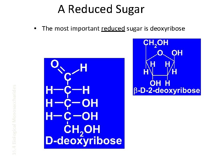 A Reduced Sugar 16. 4 Biological Monosaccharides • The most important reduced sugar is