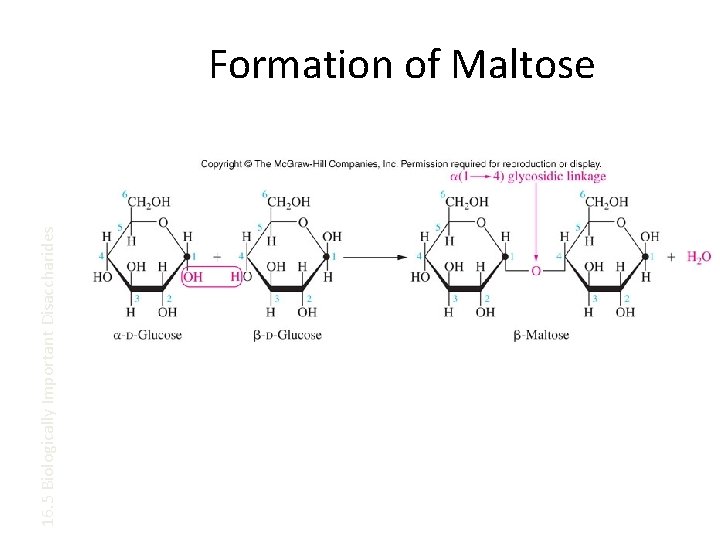 16. 5 Biologically Important Disaccharides Formation of Maltose 