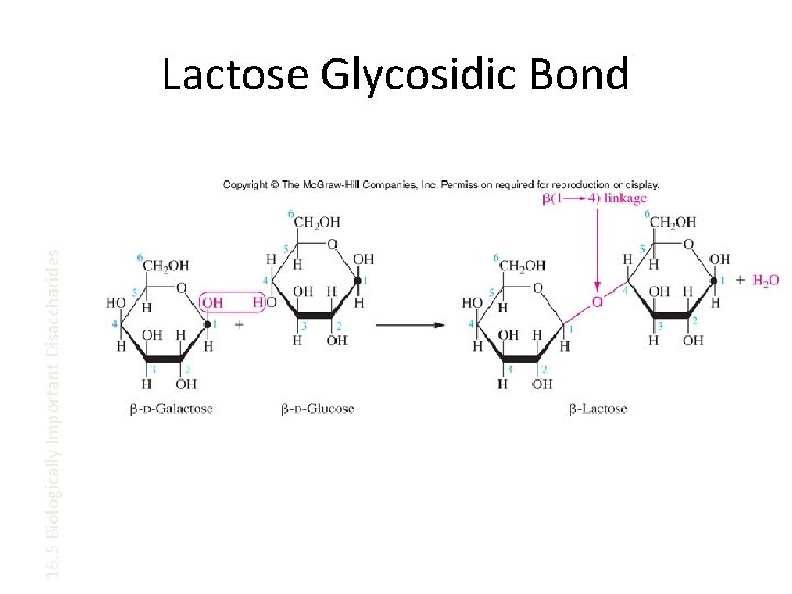 16. 5 Biologically Important Disaccharides Lactose Glycosidic Bond 