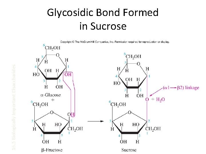 16. 5 Biologically Important Disaccharides Glycosidic Bond Formed in Sucrose 