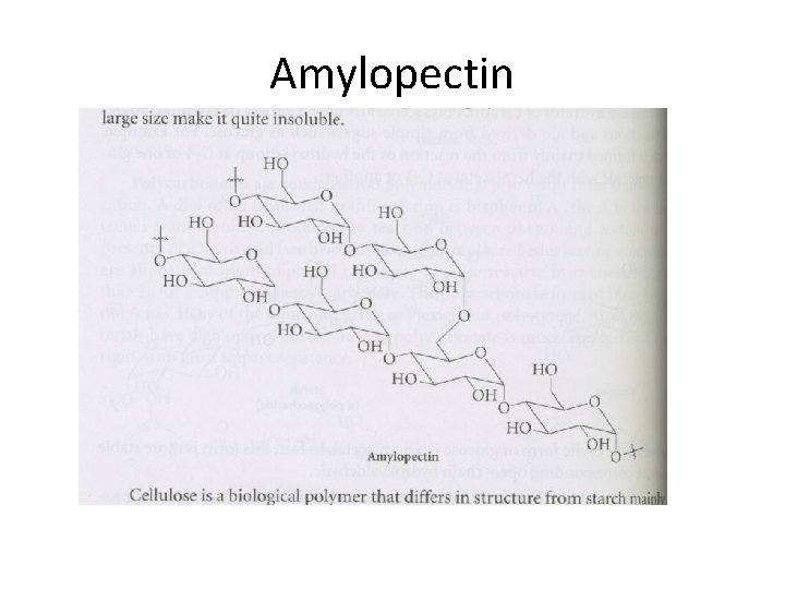 Amylopectin 