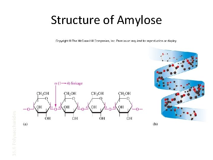 16. 6 Polysaccharides Structure of Amylose 