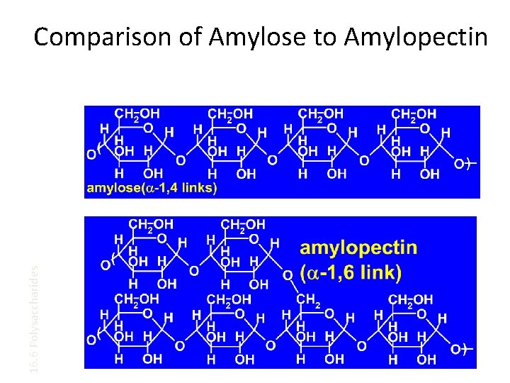 16. 6 Polysaccharides Comparison of Amylose to Amylopectin 