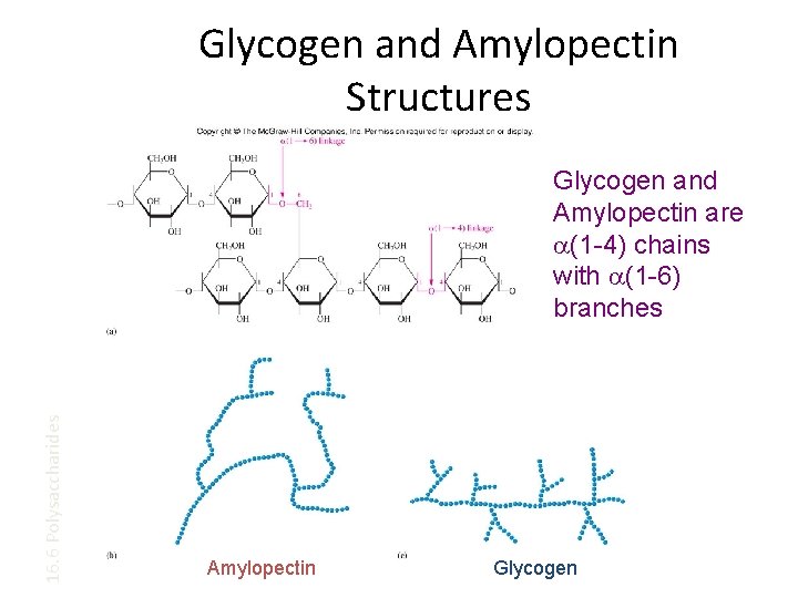 Glycogen and Amylopectin Structures 16. 6 Polysaccharides Glycogen and Amylopectin are a(1 -4) chains