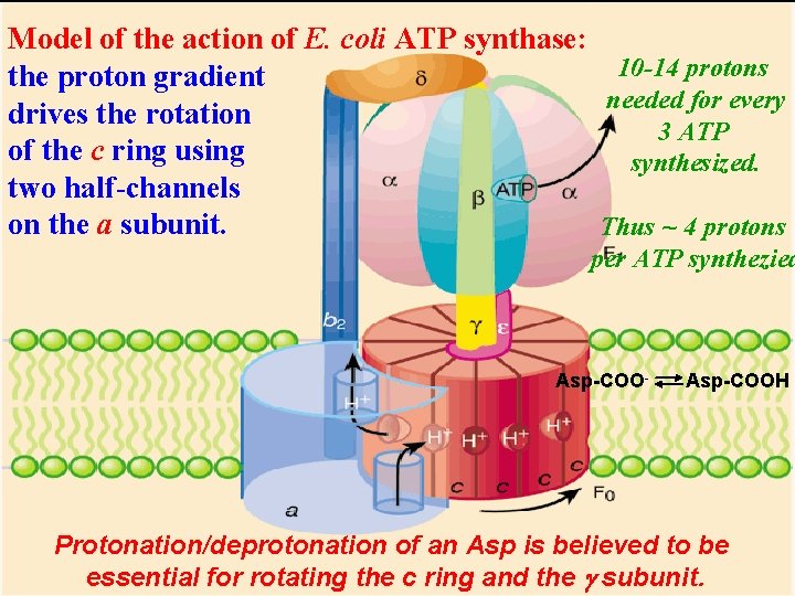 Model of the action of E. coli ATP synthase: 10 -14 protons the proton