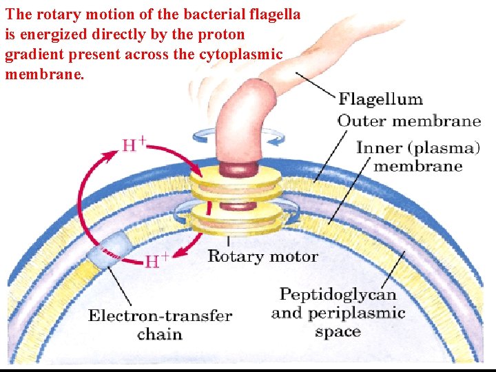 The rotary motion of the bacterial flagella is energized directly by the proton gradient