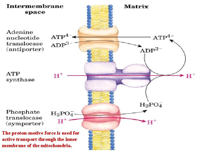 The proton-motive force is used for active transport through the inner membrane of the