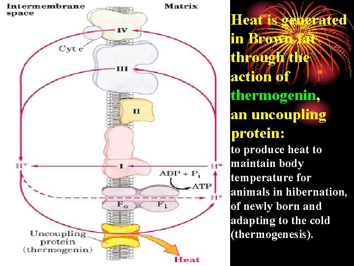 Heat is generated in Brown fat through the action of thermogenin, an uncoupling protein: