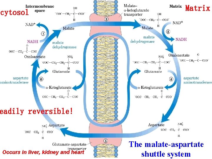 cytosol Matrix eadily reversible! Occurs in liver, kidney and heart The malate-aspartate shuttle system