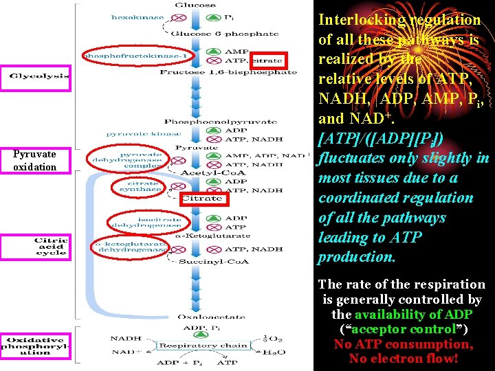 Pyruvate oxidation Interlocking regulation of all these pathways is realized by the relative levels