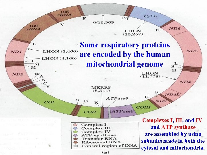 Some respiratory proteins are encoded by the human mitochondrial genome Complexes I, III, and