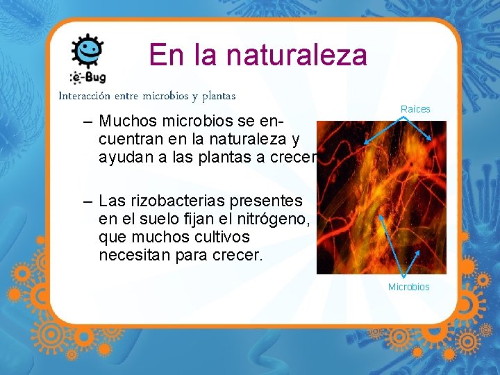 En la naturaleza Interacción entre microbios y plantas – Muchos microbios se encuentran en