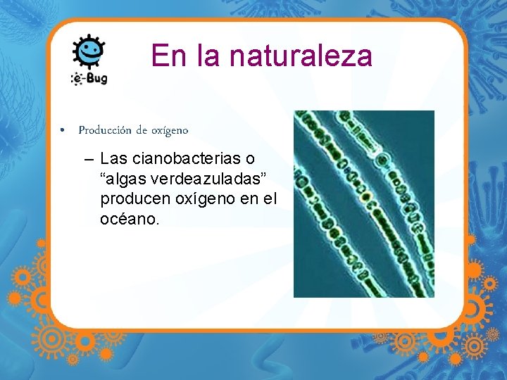 En la naturaleza • Producción de oxígeno – Las cianobacterias o “algas verdeazuladas” producen