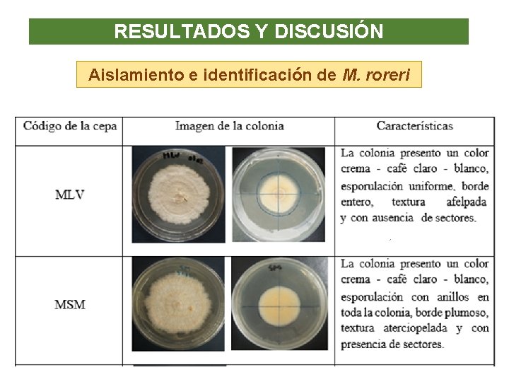 RESULTADOS Y DISCUSIÓN Aislamiento e identificación de M. roreri ´ ´ 