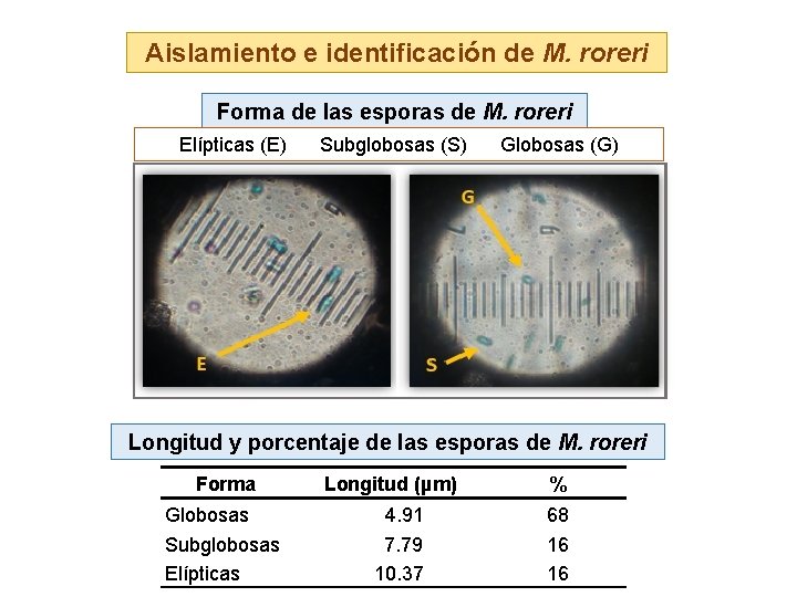 Aislamiento e identificación de M. roreri Forma de las esporas de M. roreri Elípticas