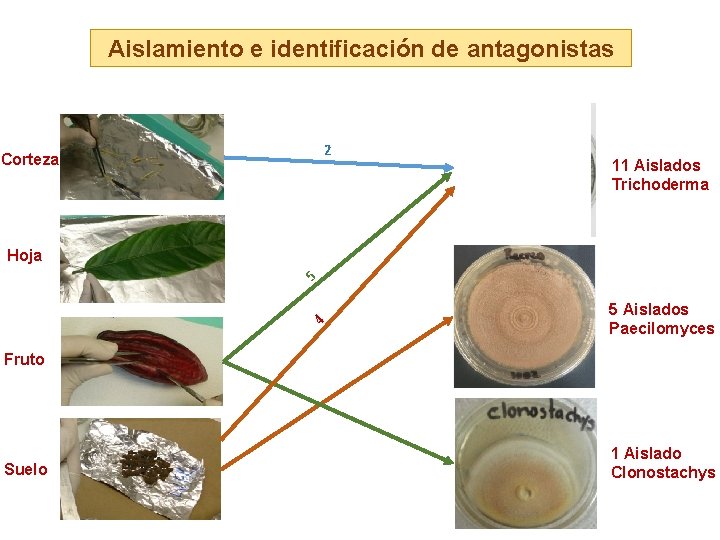 Aislamiento e identificación de antagonistas 2 Corteza 11 Aislados Trichoderma Hoja 5 4 5