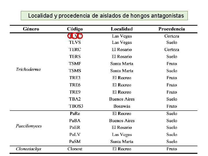 Localidad y procedencia de aislados de hongos antagonistas 