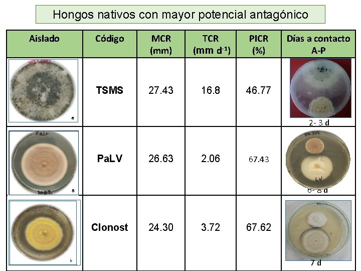 Hongos nativos con mayor potencial antagónico Aislado Código MCR (mm) TCR (mm d-1) PICR