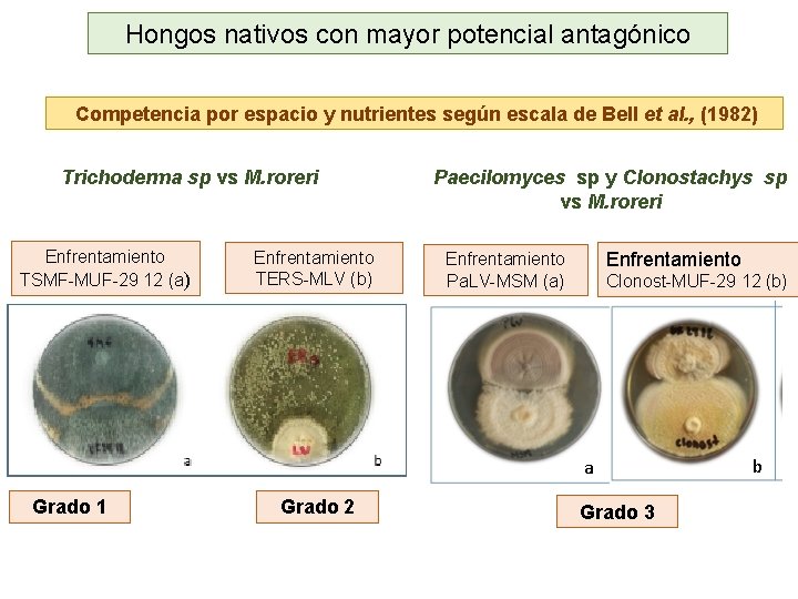 Hongos nativos con mayor potencial antagónico Competencia por espacio y nutrientes según escala de