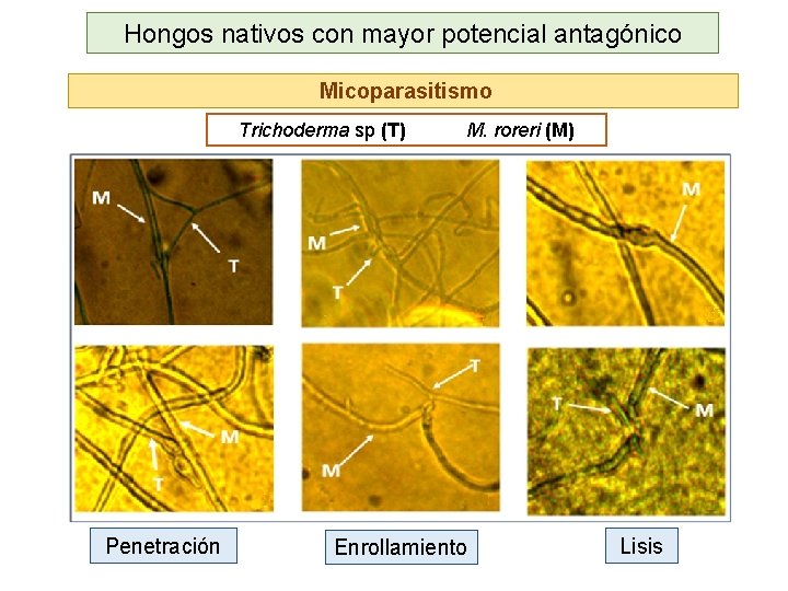 Hongos nativos con mayor potencial antagónico Micoparasitismo Trichoderma sp (T) Penetración M. roreri (M)