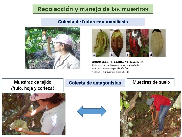 Recolección y manejo de las muestras Colecta de frutos con moniliasis Muestras de tejido