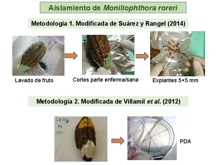 Aislamiento de Moniliophthora roreri Metodología 1. Modificada de Suárez y Rangel (2014) Lavado de