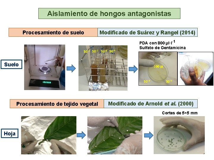 Aislamiento de hongos antagonistas Procesamiento de suelo Modificado de Suárez y Rangel (2014) 10