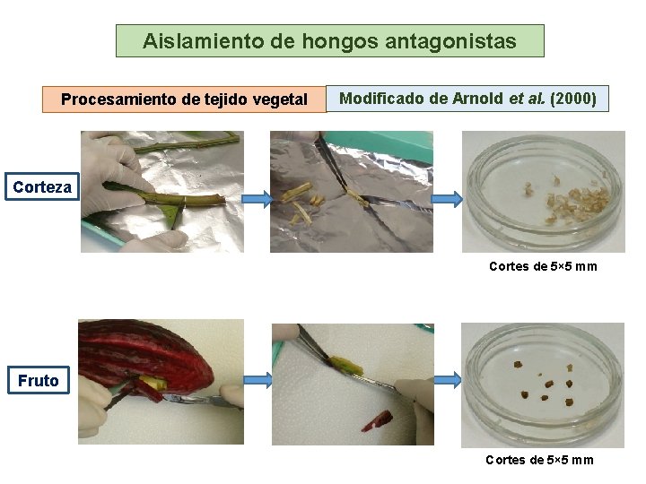 Aislamiento de hongos antagonistas Procesamiento de tejido vegetal Modificado de Arnold et al. (2000)