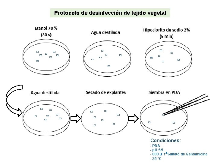 Protocolo de desinfección de tejido vegetal Condiciones: - PDA - p. H 5. 5