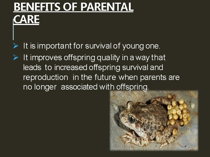 BENEFITS OF PARENTAL CARE Ø It is important for survival of young one. Ø